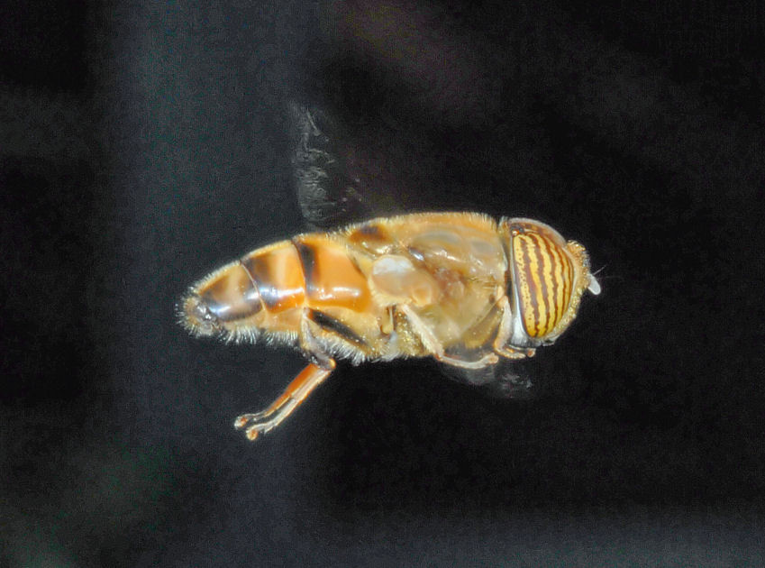 Allenamenti di volo